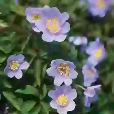 Nemerosa Robinsoniana